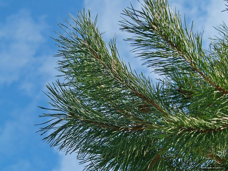 agulhas para o tratamento da osteocondrose cervical