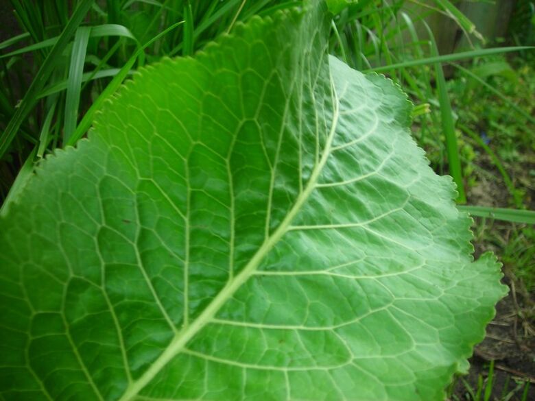 raiz-forte para osteocondrose cervical